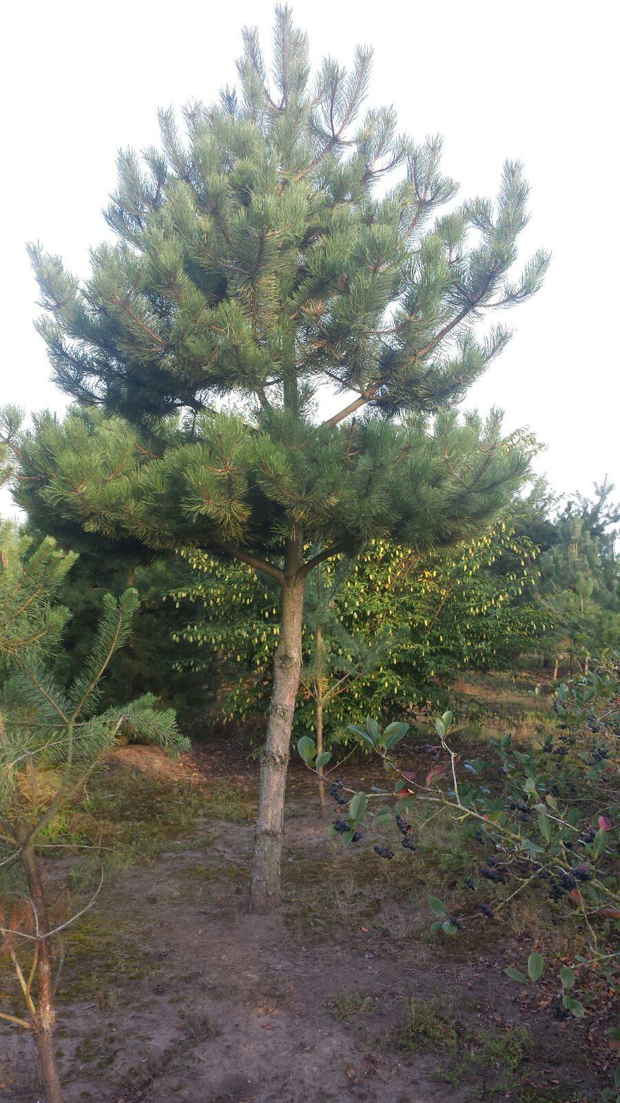 Pinus nigra nigra_21